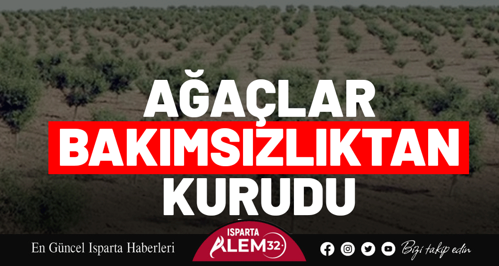 Ağaçlar Bakımsızlıktan Kurudu