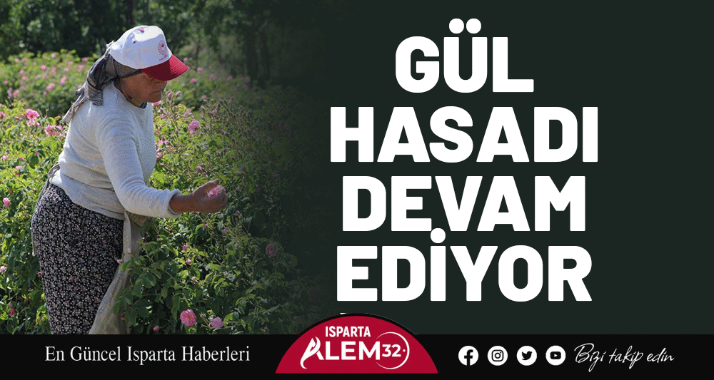 Gül Hasadı Devam Ediyor