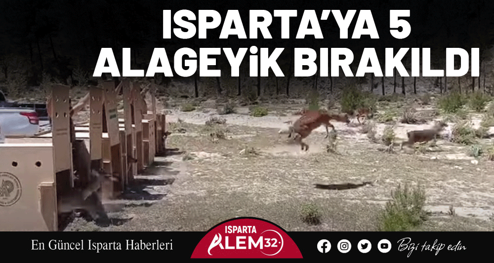 Isparta’ya 5 Alageyik Bırakıldı