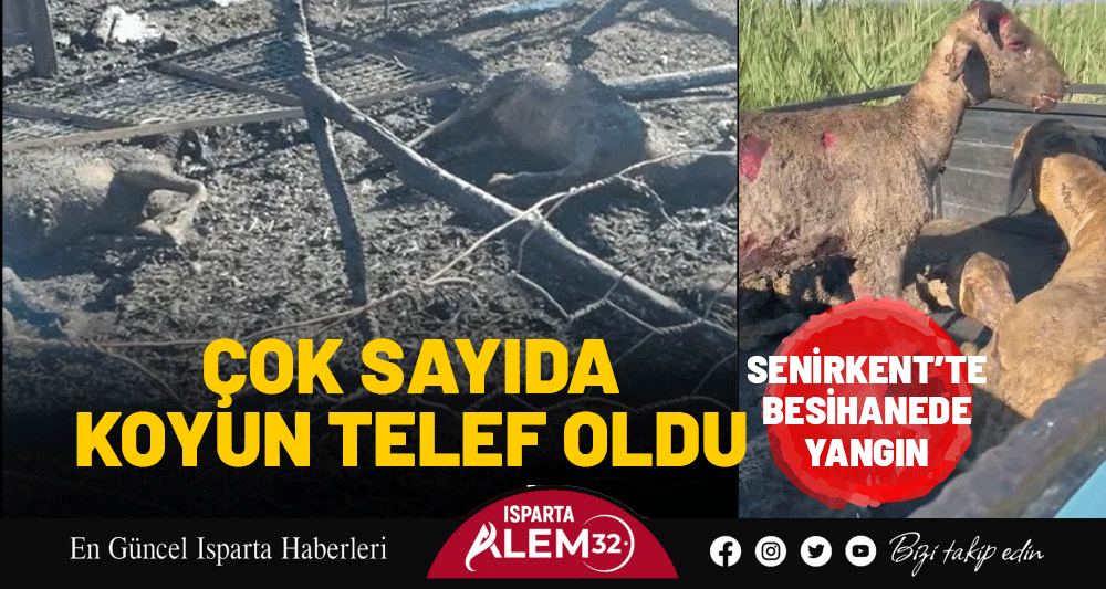 SENİRKENT’TE BESİHANEDE YANGIN: ÇOK SAYIDA KOYUN TELEF OLDU